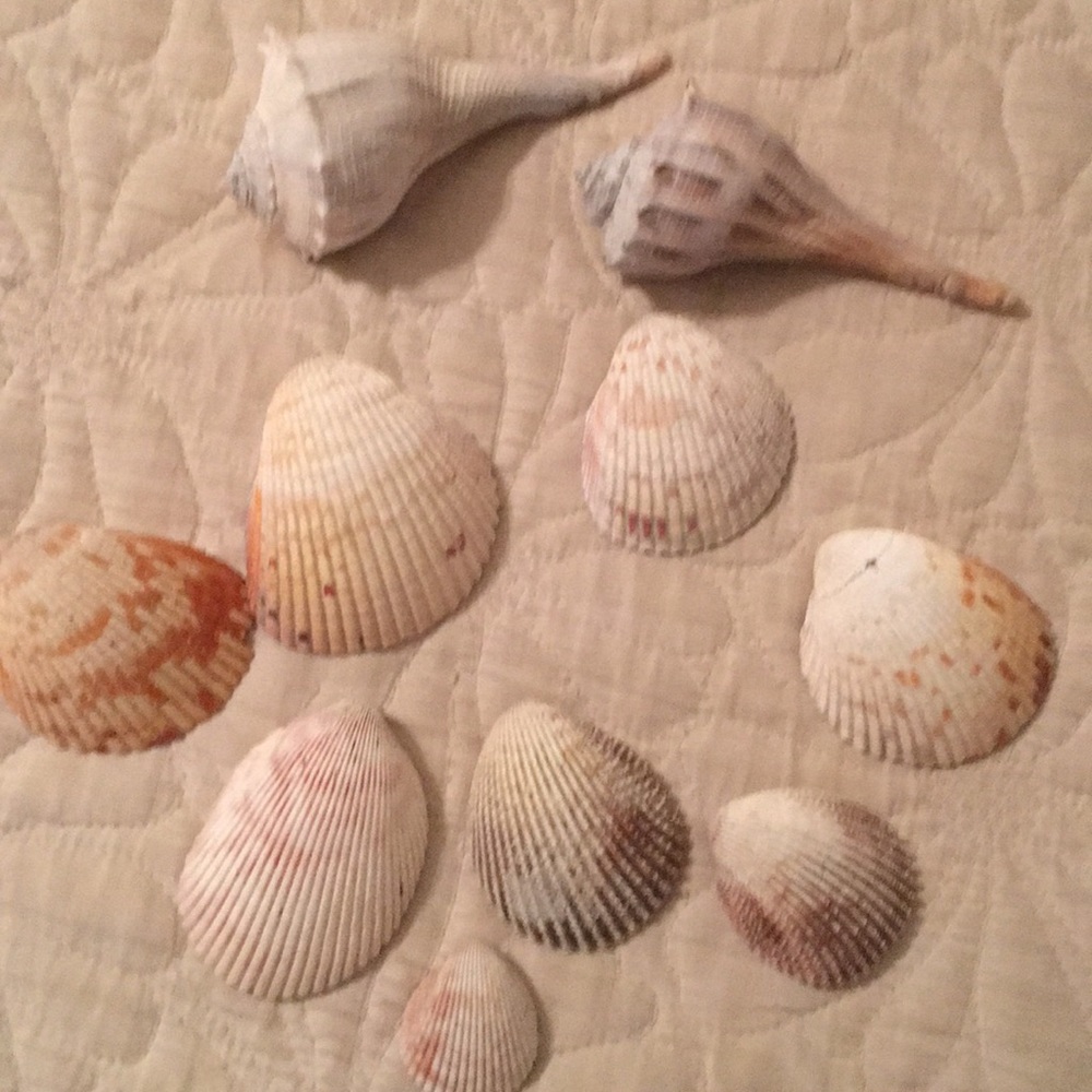 🐚 15 shells -Make Offer🐚 - Picture 3 of 4
